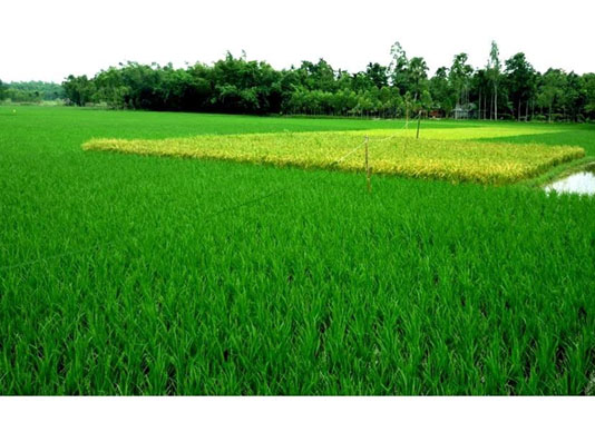 Bumper Aush rice production likely in Rangpur region | Agriculture News