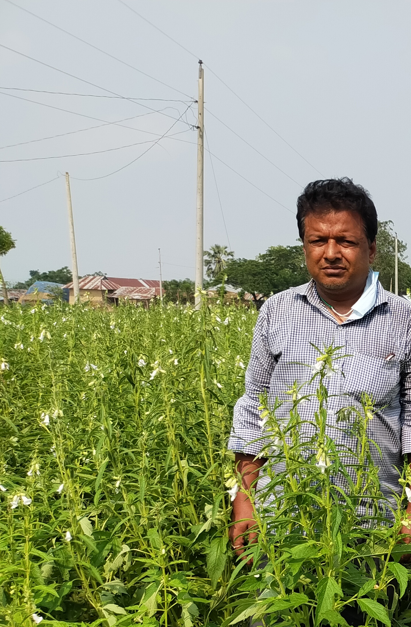 Sesame farming prospects bright in Rajshahi as farmers reaping benefits