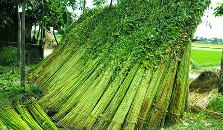 Jute Plant Harvesting at Alvin Barajas blog