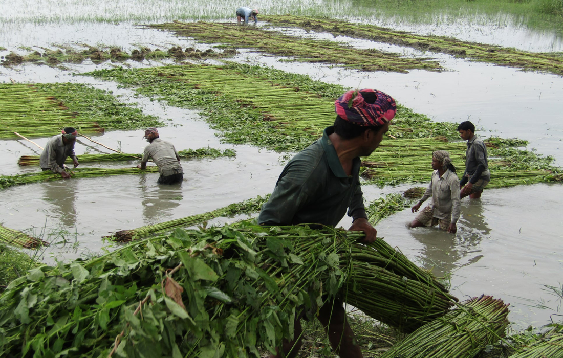 Jute harvesting goes on in Rajshahi division Special Stories