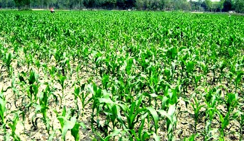 Maize plants growing superbly as farming continues in Rangpur - Vimarsana News
