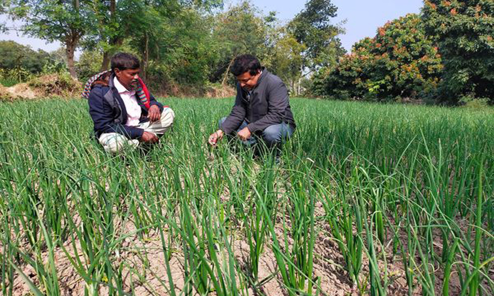 Over 13.08-lakh tonnes onion production expected in Rajshahi division