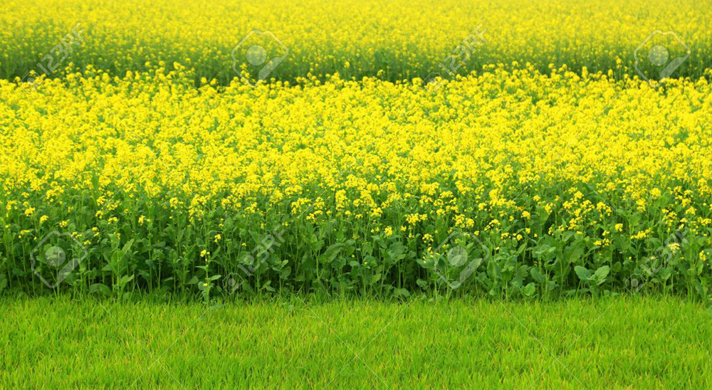 Mustard fields wear eye catching looks in Gaibandha