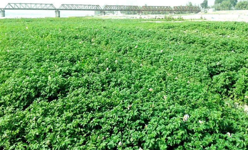 Farmers exceed potato cultivation target in Rangpur region
