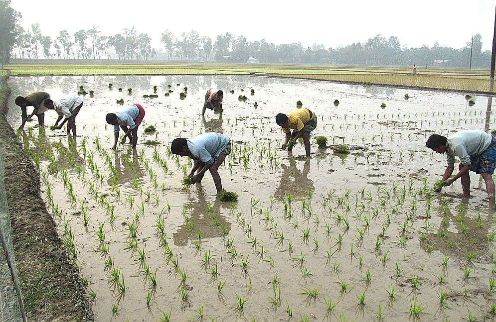 Boro paddy cultivation starts in Gaibandha