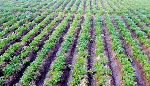 Bumper potato production likely in Jamalpur