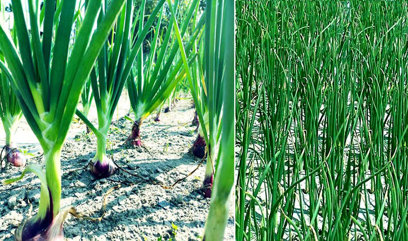 Farmers eyeing bumper onion output in Rangpur region