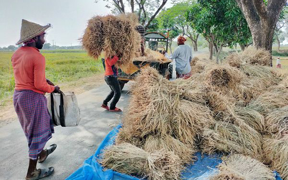 Govt procures 1.24 lakh tonnes of Aman rice in Rajshahi division