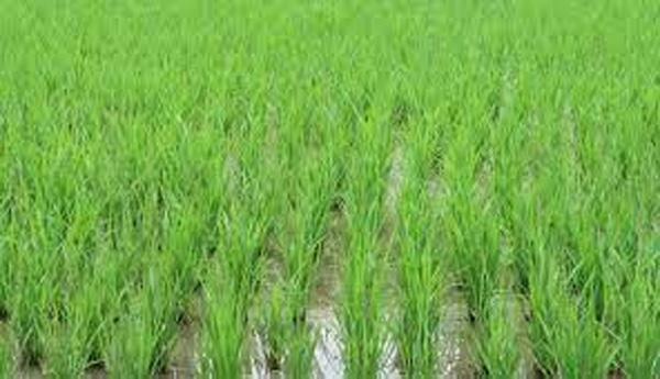 Boro cultivation goes on in Jamalpur