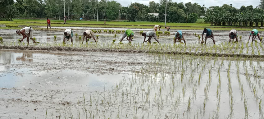 Boro cultivation begins in Panchagarh