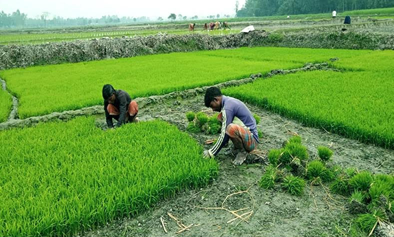 Transplantation of Boro seedlings gets momentum in Rangpur