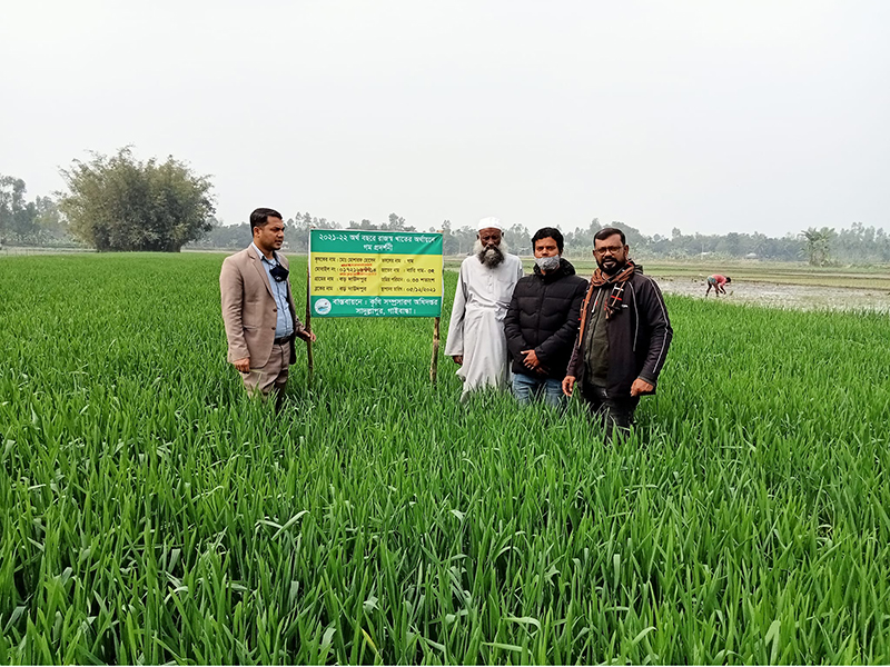 Over 3,180 hectares brought under wheat farming in Gaibandha