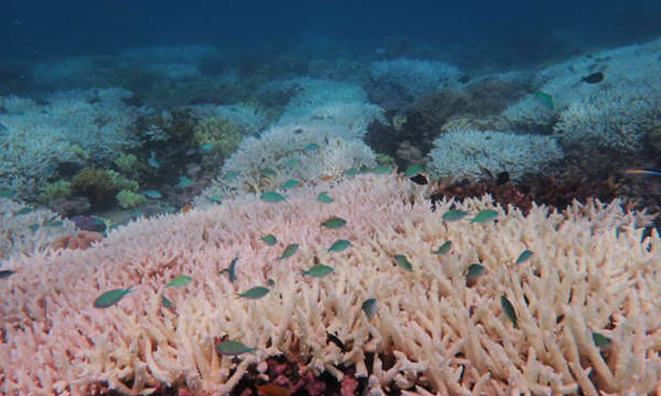 Summer heatwave bleaches 91% of Great Barrier Reef: report | News