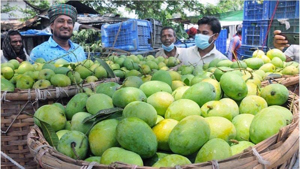 300 tons of mangoes likely to be exported from Rajshahi Agriculture News