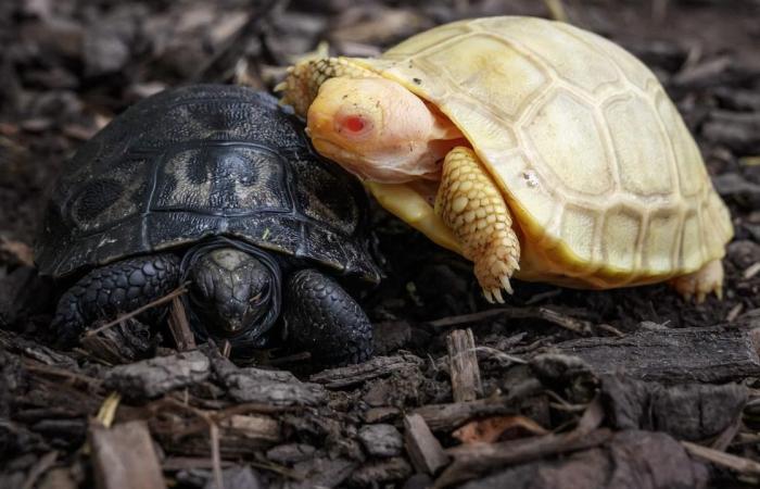 Rare albino Galapagos giant tortoise born in Swiss zoo | News | Bangladesh  Sangbad Sangstha (BSS)