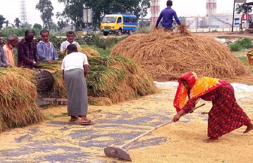 Rangpur farmers produce 21,93,513 tonnes clean Boro rice | Agriculture News
