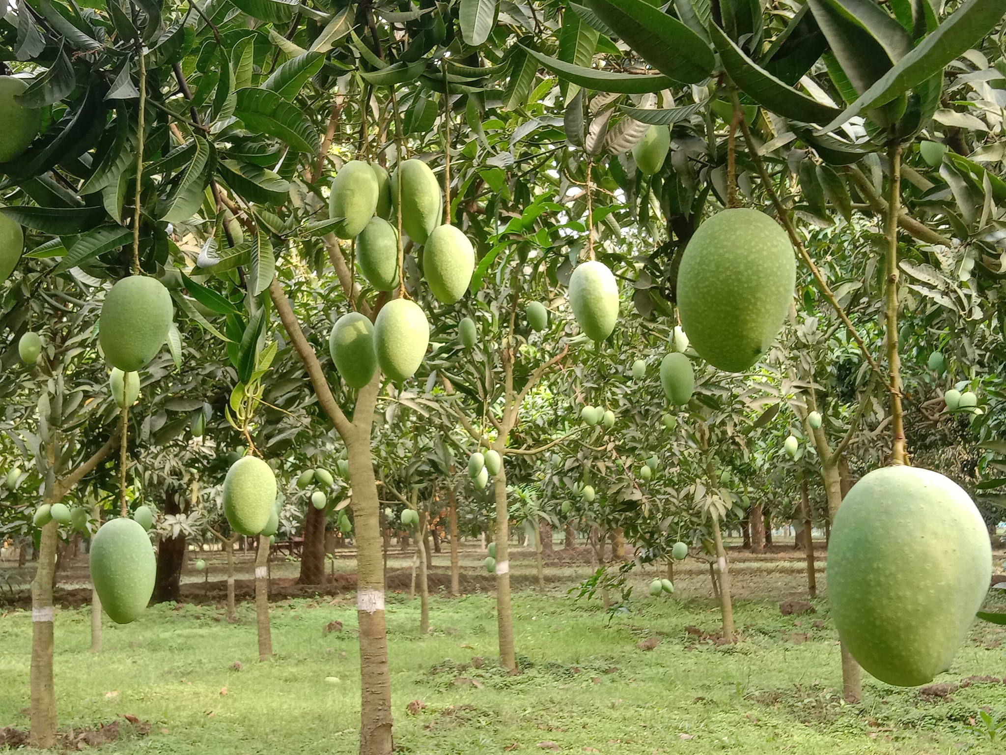 Mango Farming Trading Make Rajshahi s Economy Vibrant Special Stories demand-for-gi-tagged-alphonso-mangoes-on-the-rise-mumbai-news