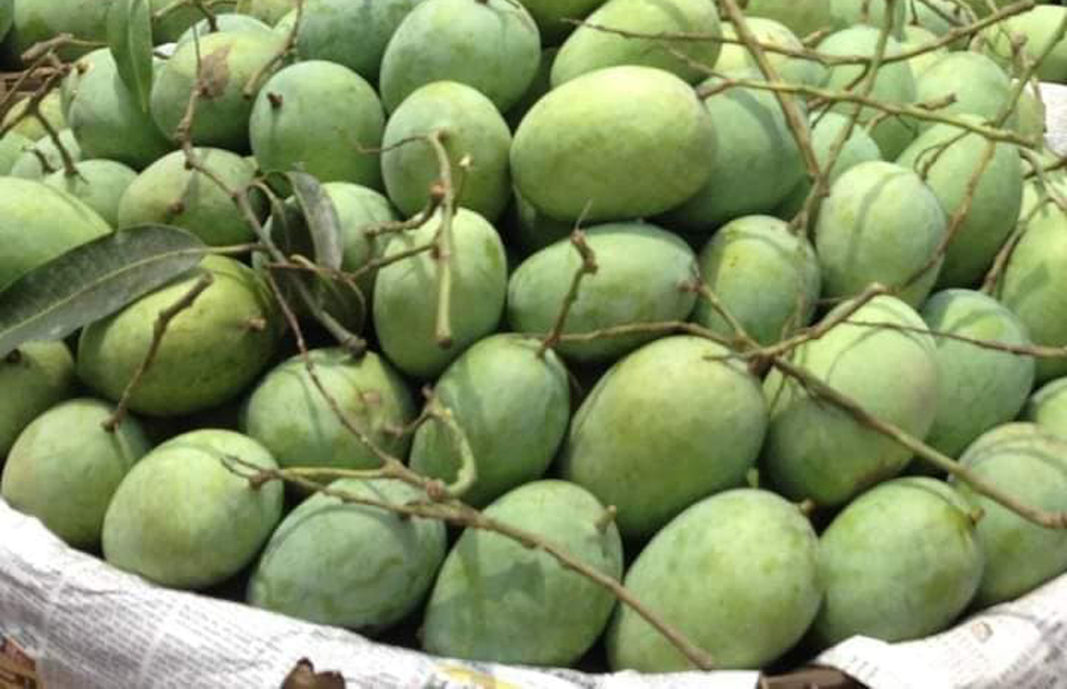 Prospect of exporting mango from Rajshahi region bright Special Stories