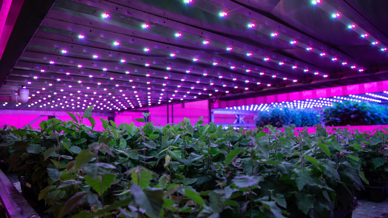 LED tech boosts saplings, hopes for UK net zero bid | News