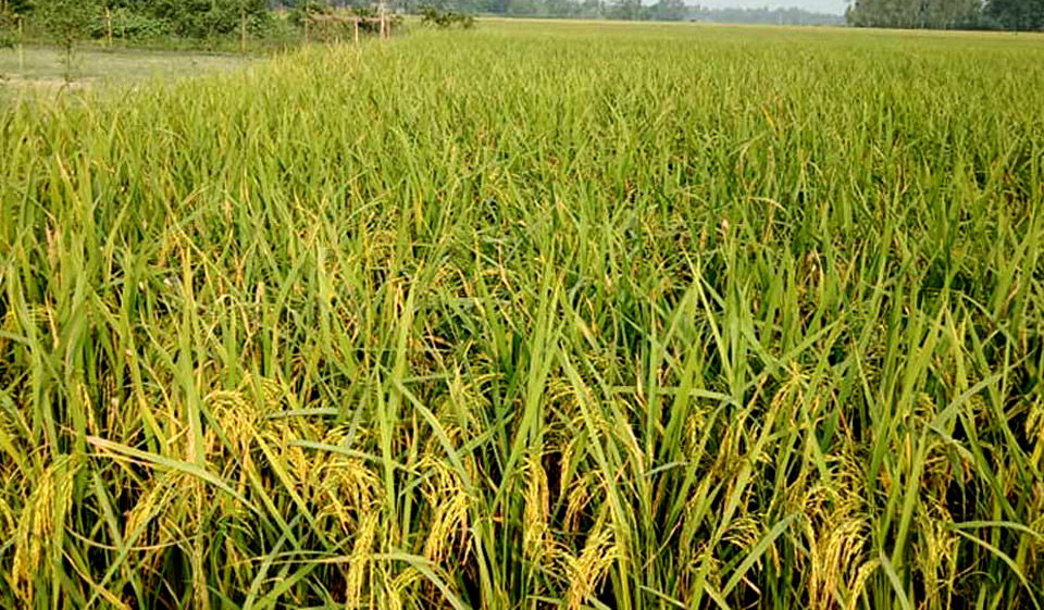 Aman yield to exceed target officials News Flash