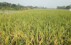 T-Aman production exceeds target in Jamalpur