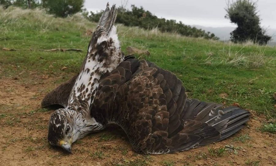 Cyprus issues firstever fines for poisoning wild birds News