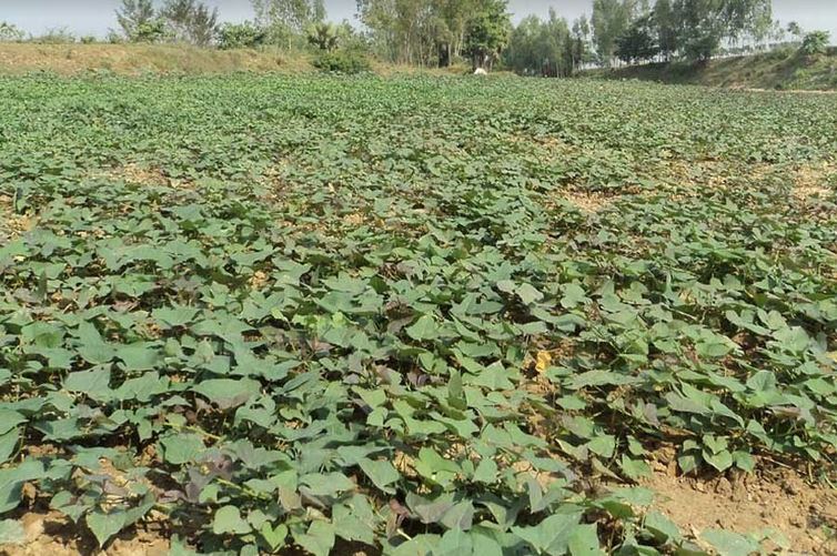 Around 47,000 tonnes sweet potato produced in Rajshahi division