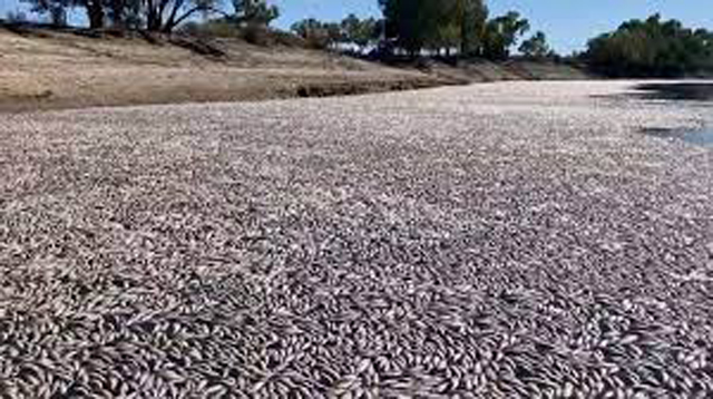 Millions Of Dead Fish Clog Australian River News