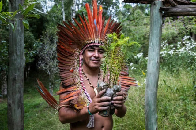 Brazil Indigenous group fights to save endangered evergreen