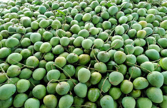Mango starts appearing in Rajshahi markets amid festivity Agriculture