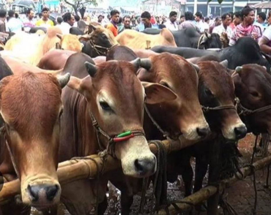 163 cattle markets set up in Khulna District