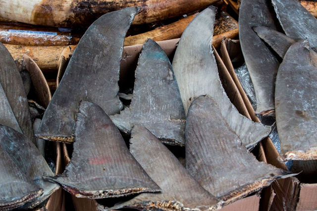 Brazil seizes massive shark fin haul | News | Bangladesh Sangbad Sangstha  (BSS)