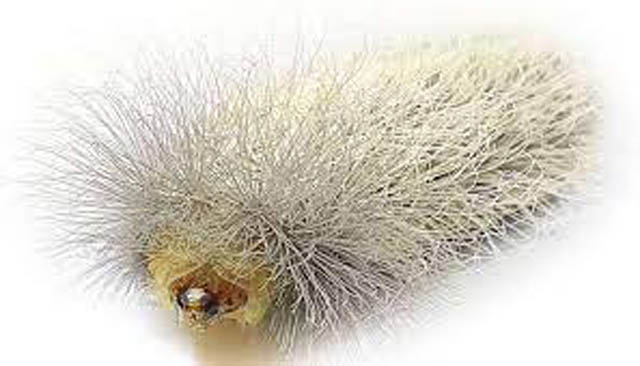 Caterpillar inherit deals