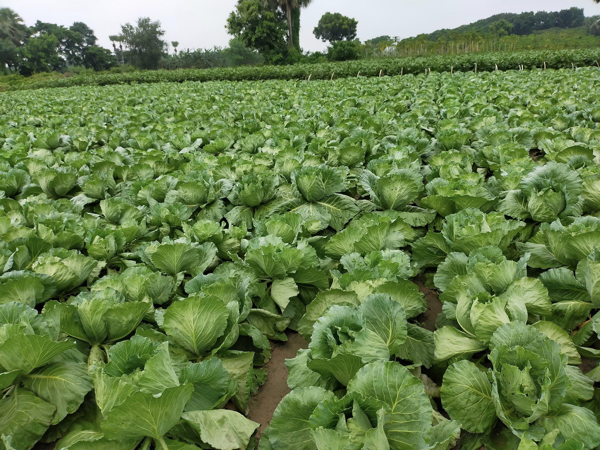 Summer cabbage farming gains popularity in Rajshahi Agriculture News