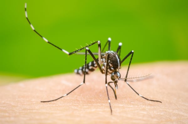 Five dengue patients die, 1,197 hospitalised in 24 hrs