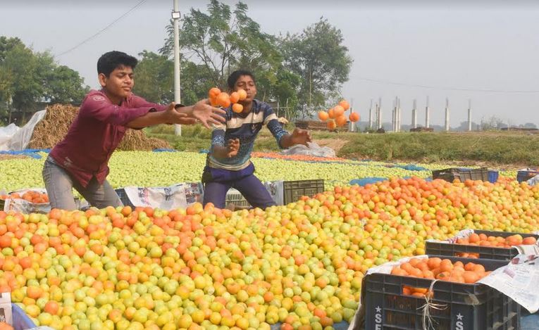 Tomato farming elevates Rajshahi farmers living, livelihood conditions