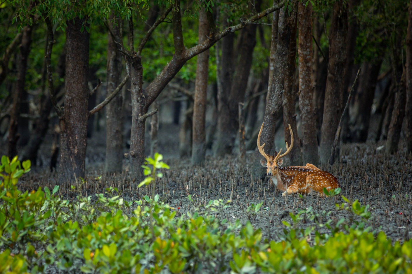 Govt initiatives help improve Sundarbans ecosystem, biodiversity