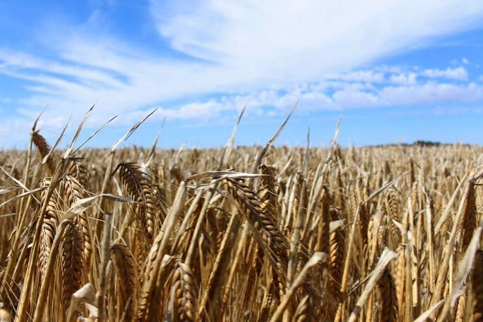 中国人对澳大利亚大麦的需求已恢复