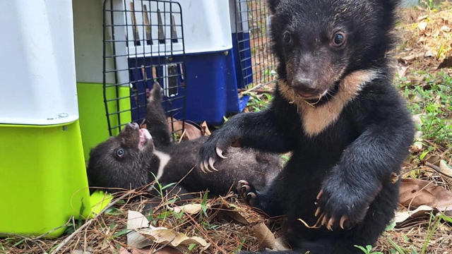 Sixteen bear cubs rescued from home in Laos | News | Bangladesh