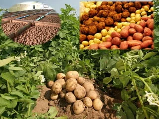 Production of rice, maize, potatoes on rise