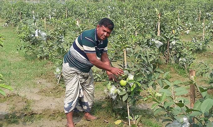 Fruit bagging guava farming delights many Rajshahi people