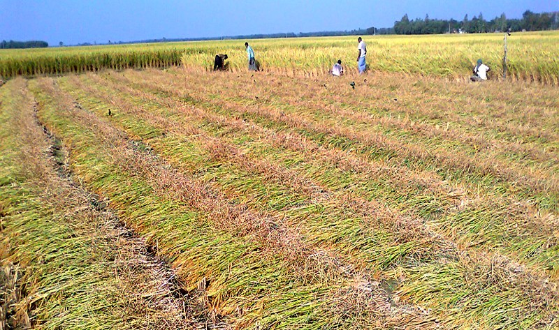 Record 19.87 lakh tonnes of Aman rice produced in Rangpur region