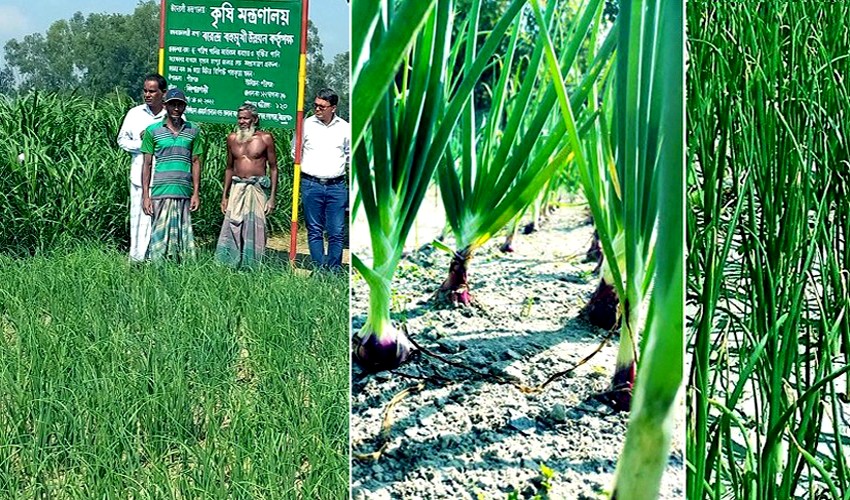  Farmers expecting bumper onion output in Rangpur region   