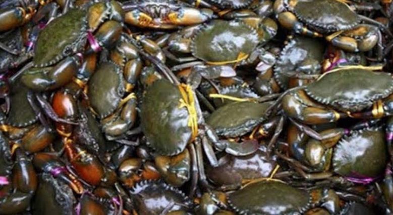 Ban on harvesting  crab imposed for  two months in Sundarbans