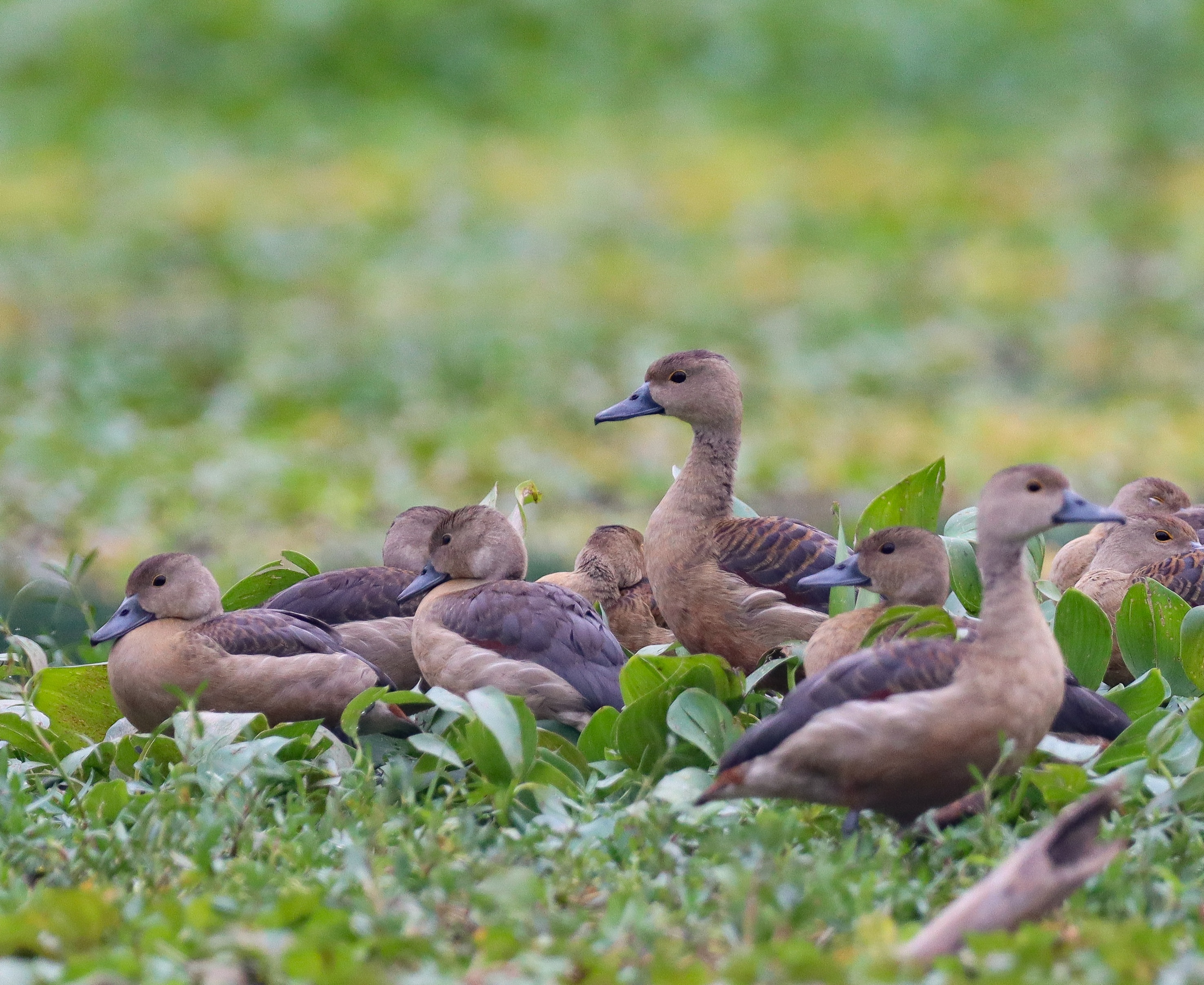 Mismanagement, unplanned dev decrease migratory birds arrival at JU