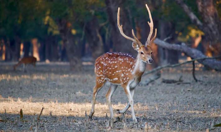 Khulna appears incredible tourist hub for lush scenic beauty
