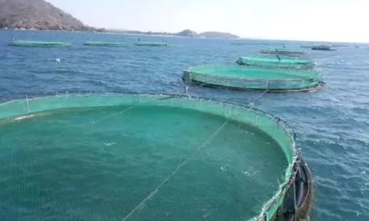Experts for promoting mariculture to boost fish production 