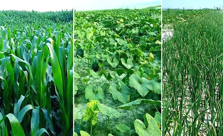 Crops worth Tk 1,190 crore produced annually in Rangpur char 