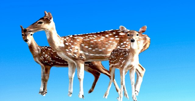 Rising number of deer makes tourists happy in Sundarbans