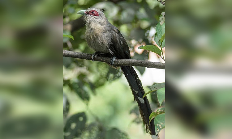 'Rebuild Bangladesh' makes safe habitat for birds